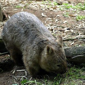 Duisburg Zoo - Common wombat