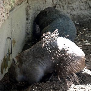 Duisburg Zoo - Common wombats