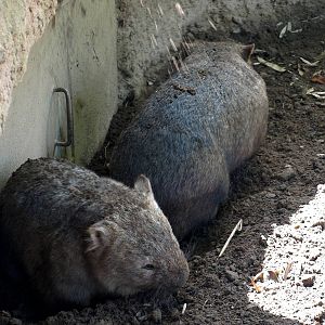 Duisburg Zoo - Common wombats