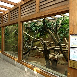 Duisburg Zoo - Australia (Tree kangaroos)