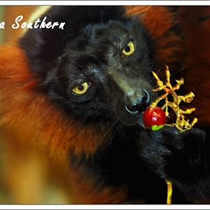 Black and Red Ruffed Lemur
