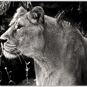 Asiatic Lioness