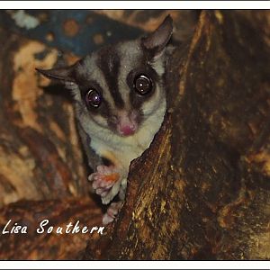 Sugar Glider