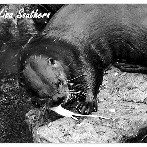 Asian Short Clawed Otter