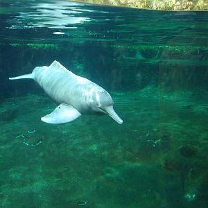 River Dolphin, 12-04-2008