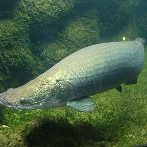 Arapaima, september 2008