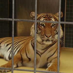 Indo-chinese tiger, september 2008