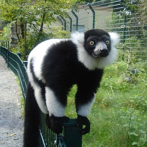 Curious Lemur, september 2008