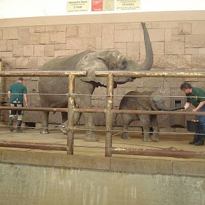 African elephant with calf, september 2008