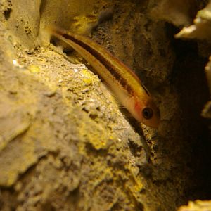 oblique-swimming triplefin (Obliquichthys maryannae)