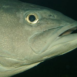 NZ groper (Polyprion oxygeneios)
