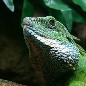 Asian water dragon (Physignathus concinnus)