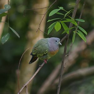 pink-necked green pigeon (Treron vernans)