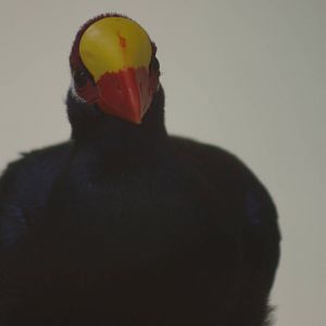 violet touraco (Musophaga violacea)