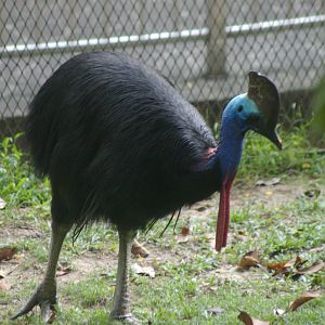 common cassowary (Casuarius casuarius)
