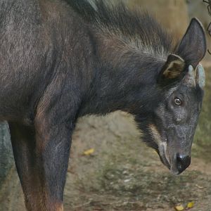 maned serow (Capricornis sumatraensis)