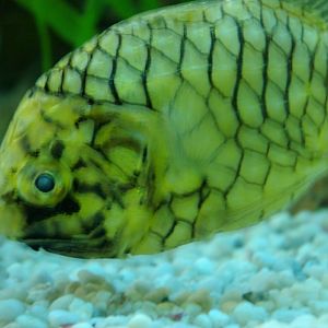 pineapple fish, August 2006