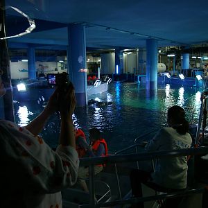 view of the surface of the main ocean tank