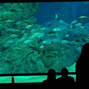 Siam Ocean World, Bangkok