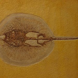 fossil stingray