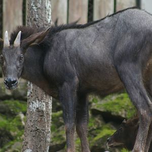 maned serow (Capricornis sumatraensis)