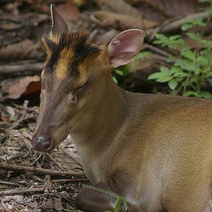 Fea's muntjac (Muntiacus feae)