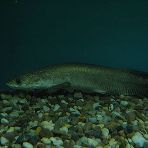 baby arapaima at the Kuching Aquarium