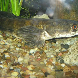 snakehead at the Kuching Aquarium