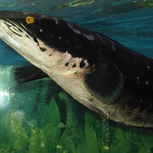 snakehead at the Kuching Aquarium