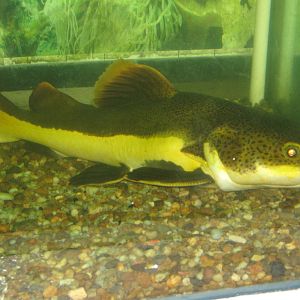 red-tail catfish at the Kuching Aquarium