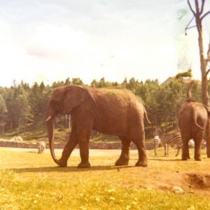 Old pictures - Borås Zoo in 1968