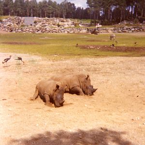 Old pictures - Borås Zoo in 1968