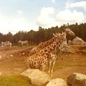 Old pictures - Borås Zoo in 1968
