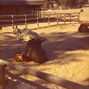 Old pictures from Kolmården Zoo - 1969