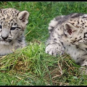 Snow leopard cubs