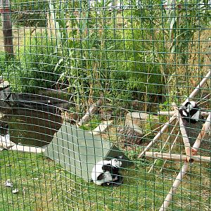 B+W Ruffed Lemur baby and parent