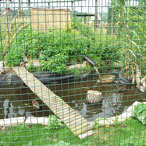 Meller's Ducks in mixed Lemur enclosure