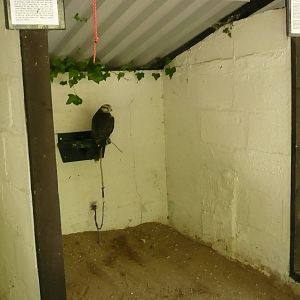 Welsh Hawking Centre ( former Barry Zoo )