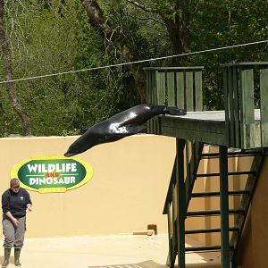 Sea-lion show