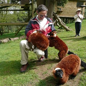 Red Ruffed Lemur public feeding