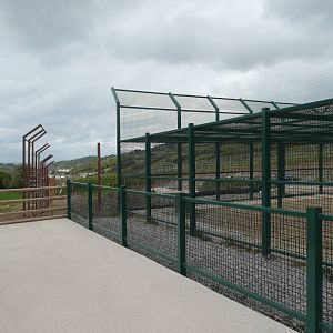 Lion Enclosure