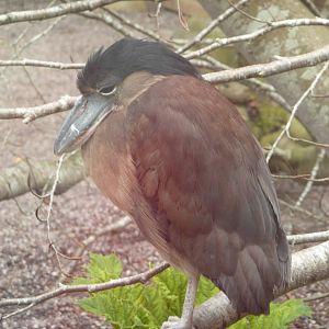 Boat-billed Heron