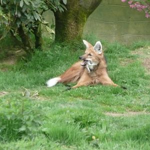 Maned Wolf