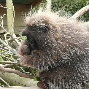 N. American Tree Porcupine