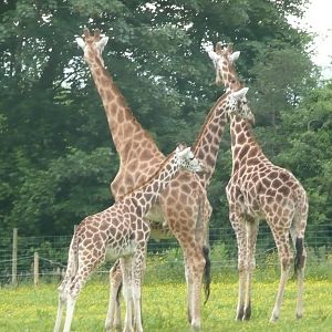Giraffes at Folly farm
