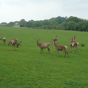Part of Red Deer herd