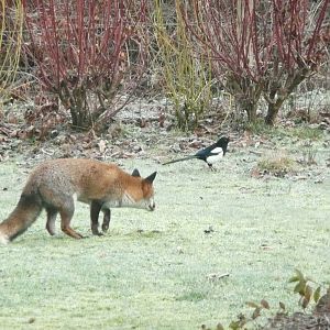 Red Fox and Magpie