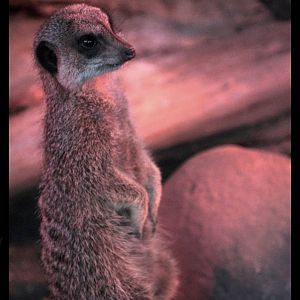 meerkat