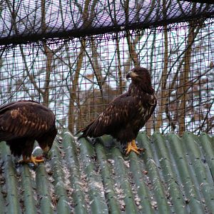 White tailed sea-eagles.