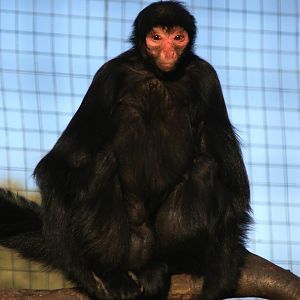 Red faced spider monkey